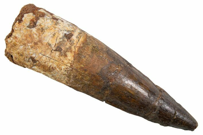 Fossil Spinosaurus Tooth - Real Dinosaur Tooth #345909